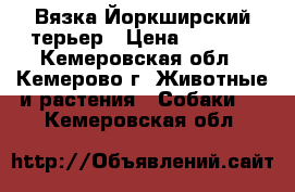 Вязка Йоркширский терьер › Цена ­ 2 000 - Кемеровская обл., Кемерово г. Животные и растения » Собаки   . Кемеровская обл.